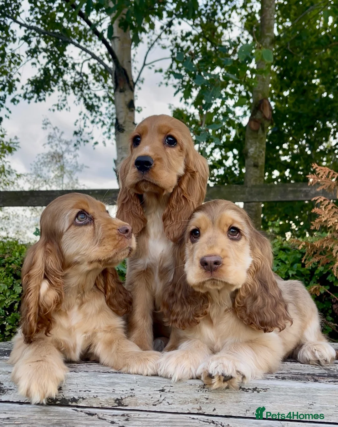 Cocker Spaniel dogs for sale: KC RegShow Type Cocker Spaniel Pups Health Tested - Advert 1