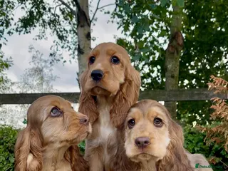 Cocker Spaniel dogs KC RegShow Type Cocker Spaniel Pups Health Tested - Advert 1