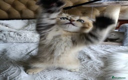 British Shorthair cats for sale: Scottish Fold and Straight kittens  - Image 10