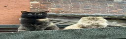 Mixed Breed cats for sale: Beautiful Persian ragdoll mixed babies.  - Advert 10