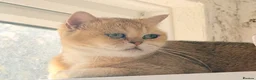 British Shorthair cats for sale: Selling our cats read descriptions  - Advert 7
