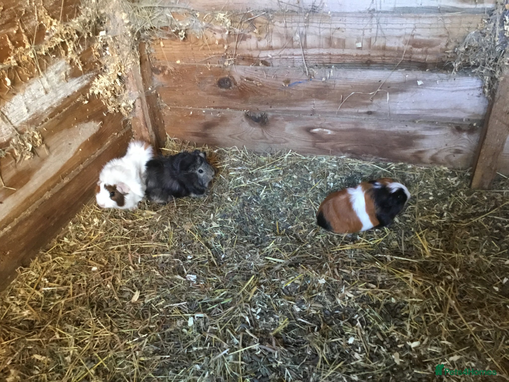 Guinea Pig rodents baby females and baby male ready now  - Advert 16