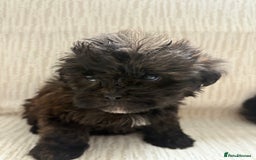 Mixed Breed dogs for sale: Shih-Poo or Shoodle - Image 16