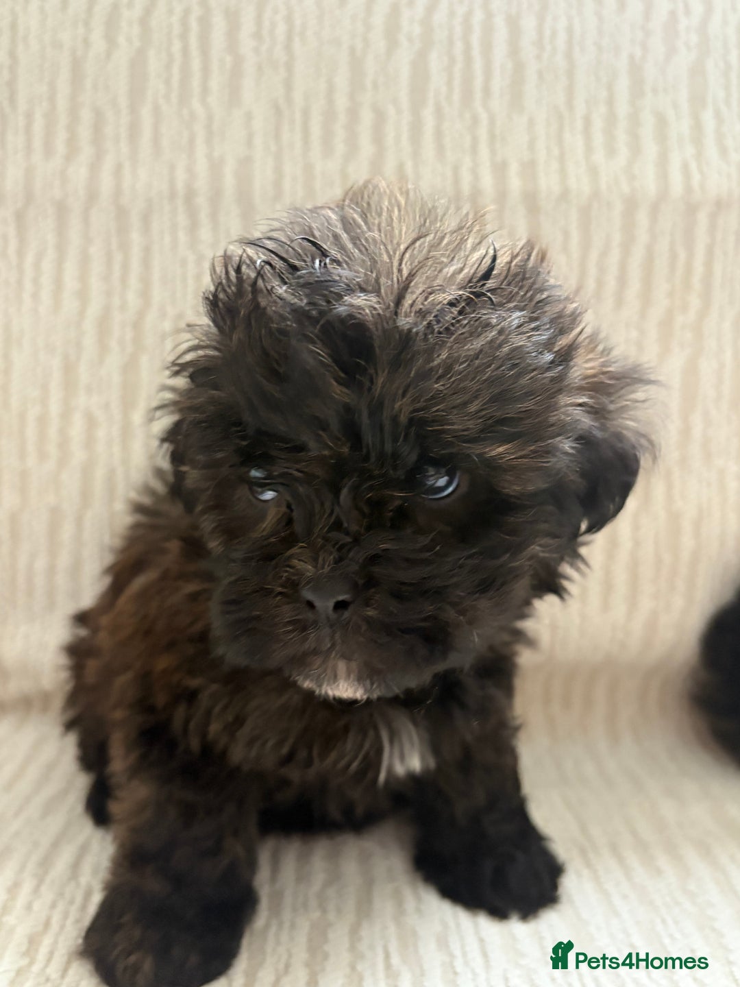 Mixed Breed dogs for sale: Shih-Poo or Shoodle - Image 16