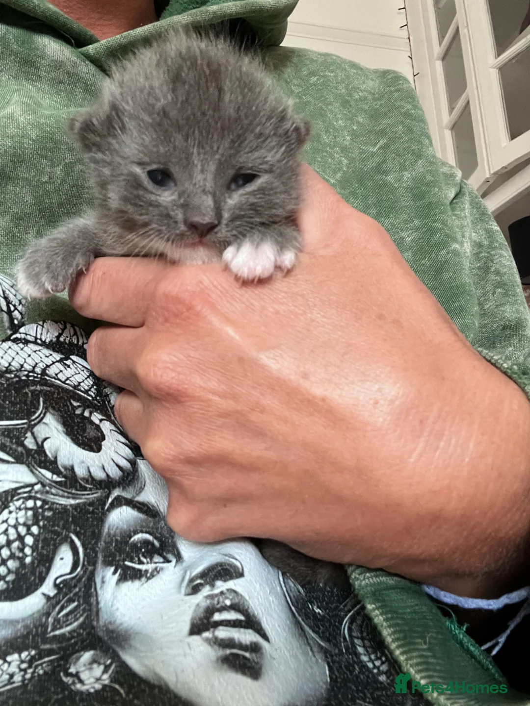 Ragdoll cats for sale: Ragdoll/abyssinian kittens  - Advert 1