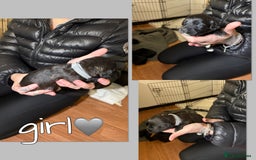 Mixed Breed dogs for sale: Jackapoo Puppies - Advert 11