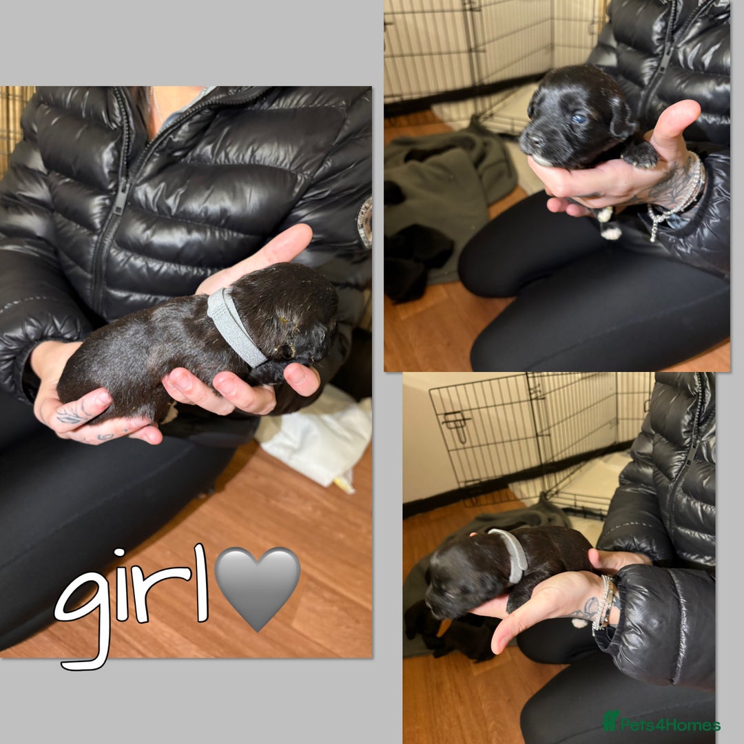 Mixed Breed dogs for sale: Jackapoo Puppies - Advert 11