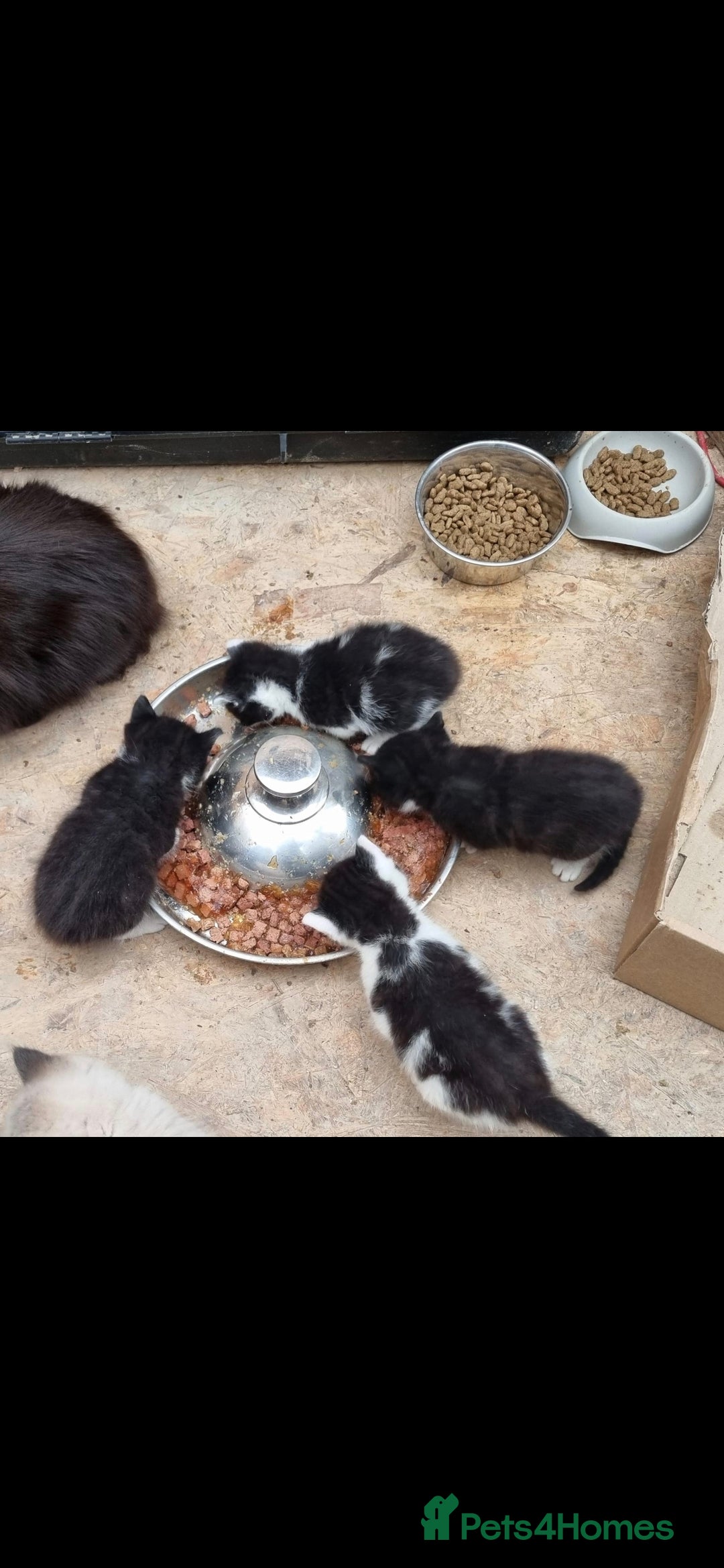 Mixed Breed cats for sale: 3 gorgeous black and white mixed kittens - Image 6