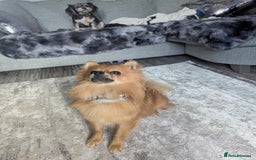 Pomchi dogs for sale: Pomchi  - Image 3