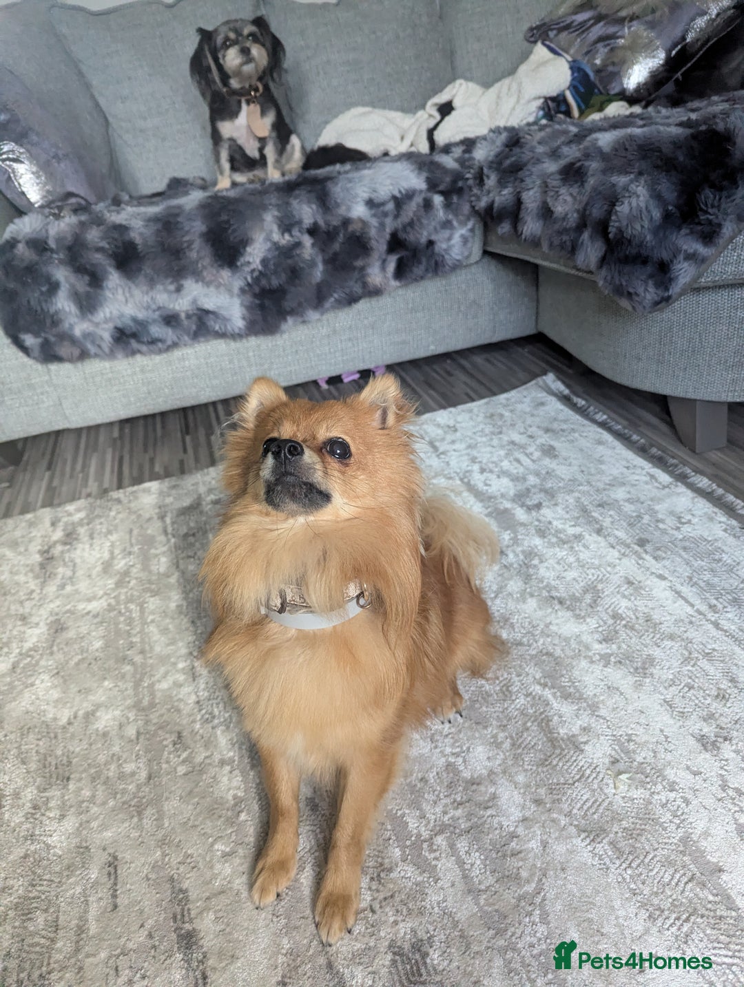Pomchi dogs for sale: Pomchi  - Image 3