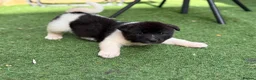 Japanese Akita Inu dogs for sale: Akita  - Advert 5
