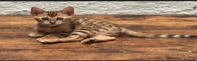 Bengal 1