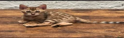 Bengal cats for sale: Gorgeous full pedigree reg bengal female kittens  - Advert 17
