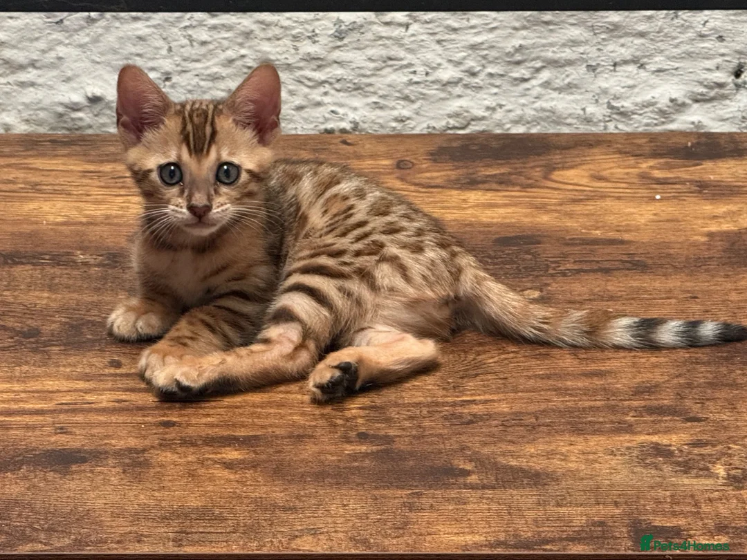 Bengal cats for sale: Gorgeous full pedigree reg bengal female kittens  - Advert 17