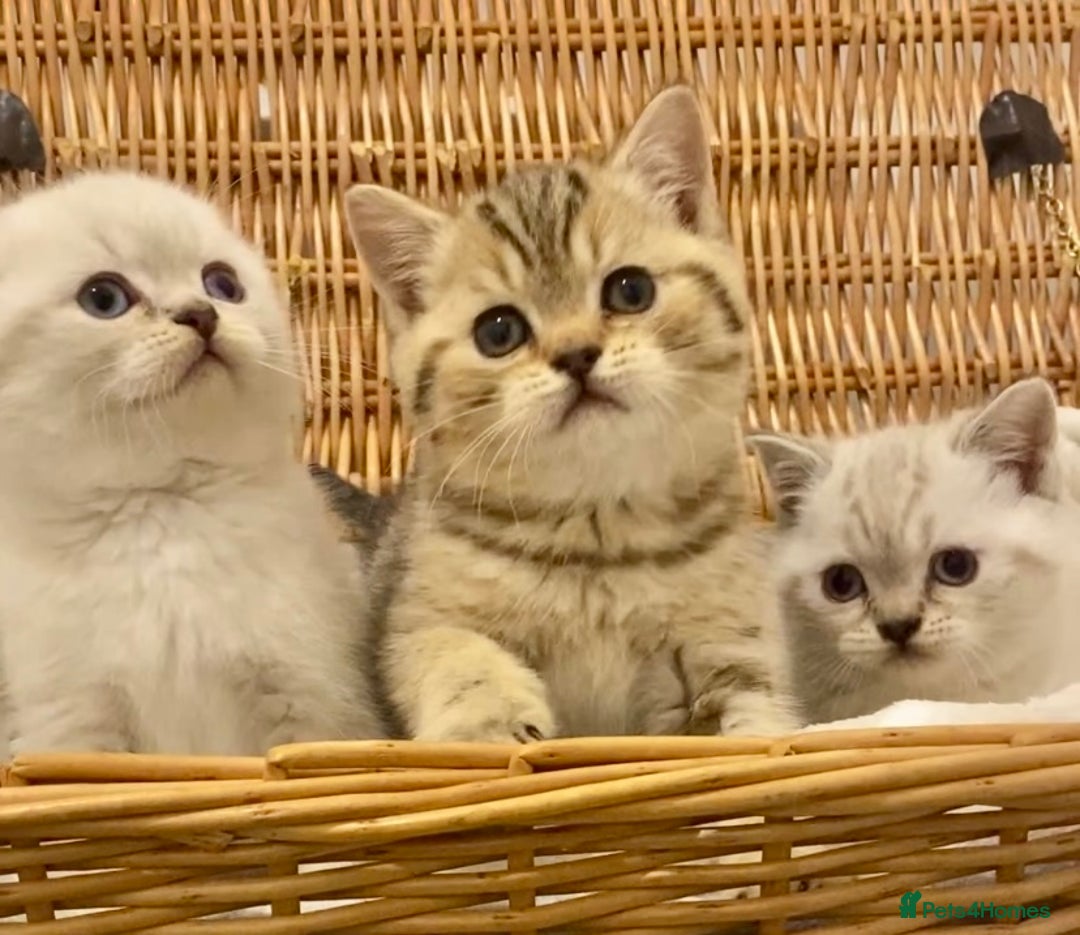 British Shorthair cats for sale: 🧸EXCEPTIONAL QUALITY PURE BREED BSH TEDDY BEARS🧸 - Advert 24