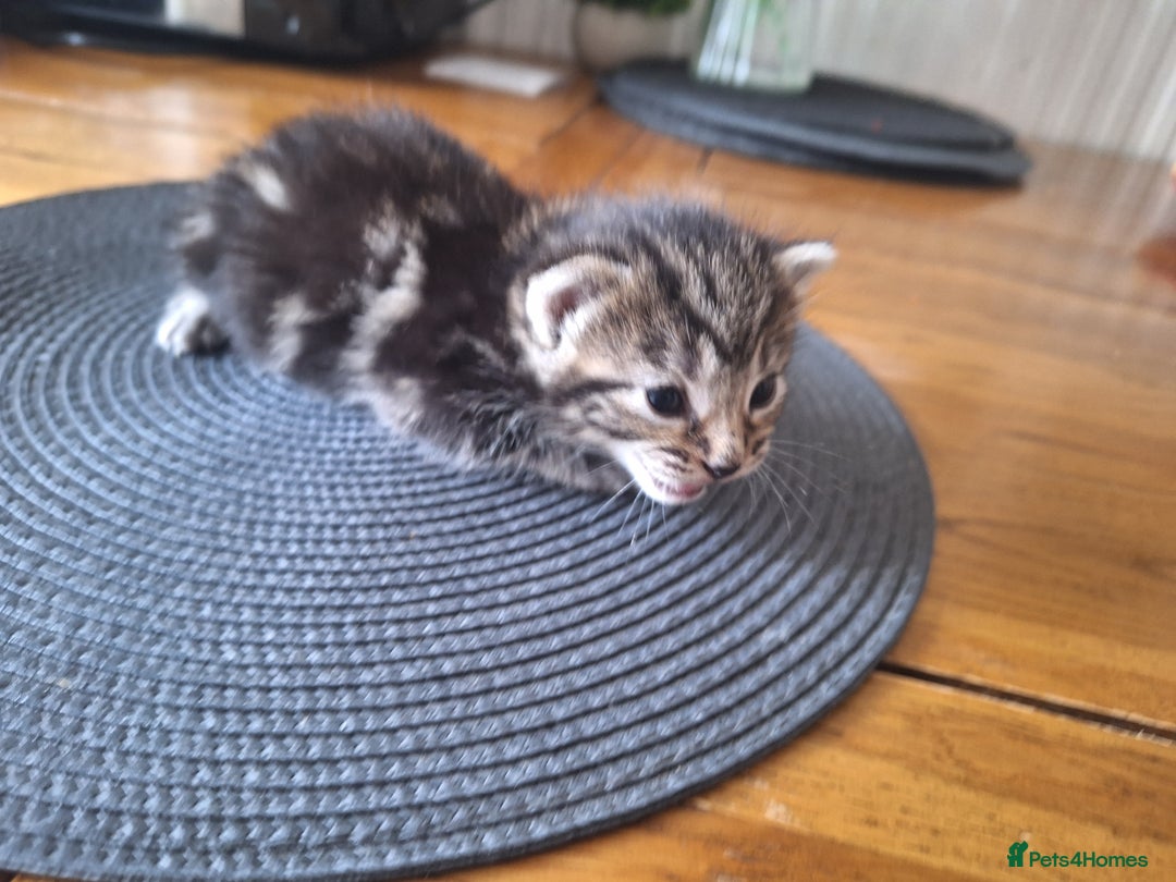 Mixed Breed cats for sale: 🐾 Adorable Kittens Looking for Loving Homes! 🐾 - Image 8