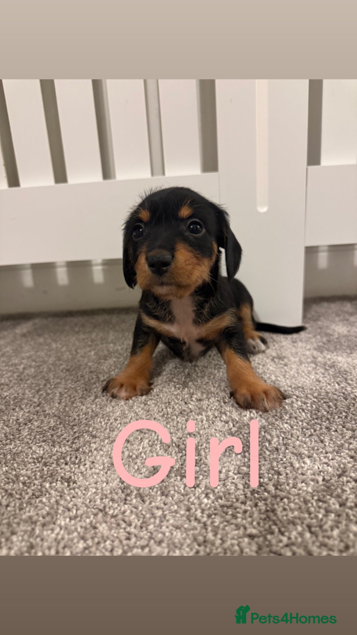 Mixed Breed dogs Miniature Dachshund cross puppies  - Advert 7