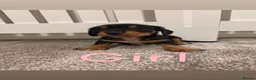 Mixed Breed dogs for sale: Miniature Dachshund cross puppies  - Advert 2