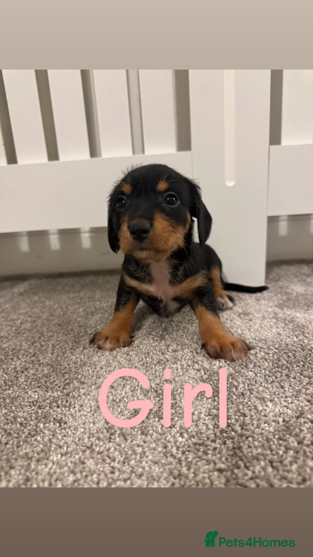 Mixed Breed dogs for sale: Miniature Dachshund cross puppies  - Advert 2