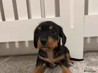 Mixed Breed dogs Miniature Dachshund cross puppies - Advert 15