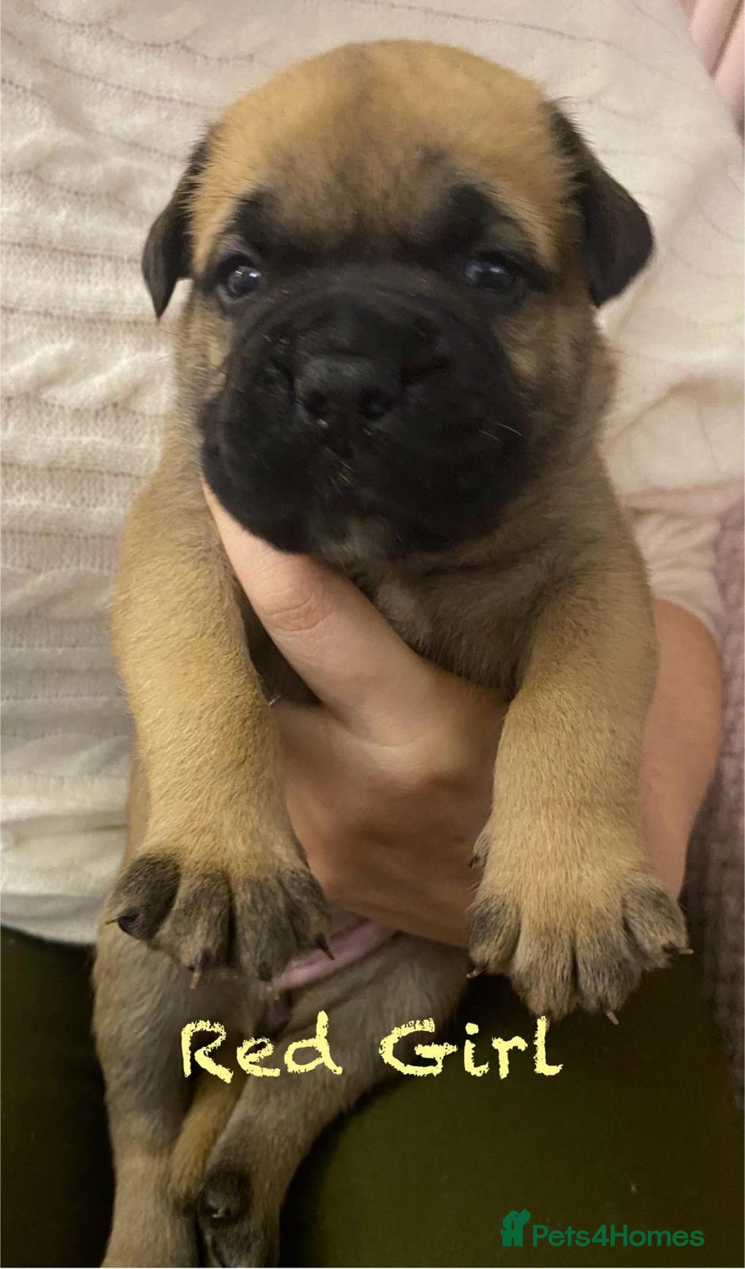 Bullmastiff dogs for sale: Beautiful litter of KC Reg bullmastiff puppies - Advert 22