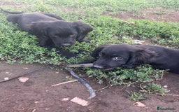 Mixed Breed dogs for sale: * Spangold Retrievers 2 beautiful boys left * - Image 34