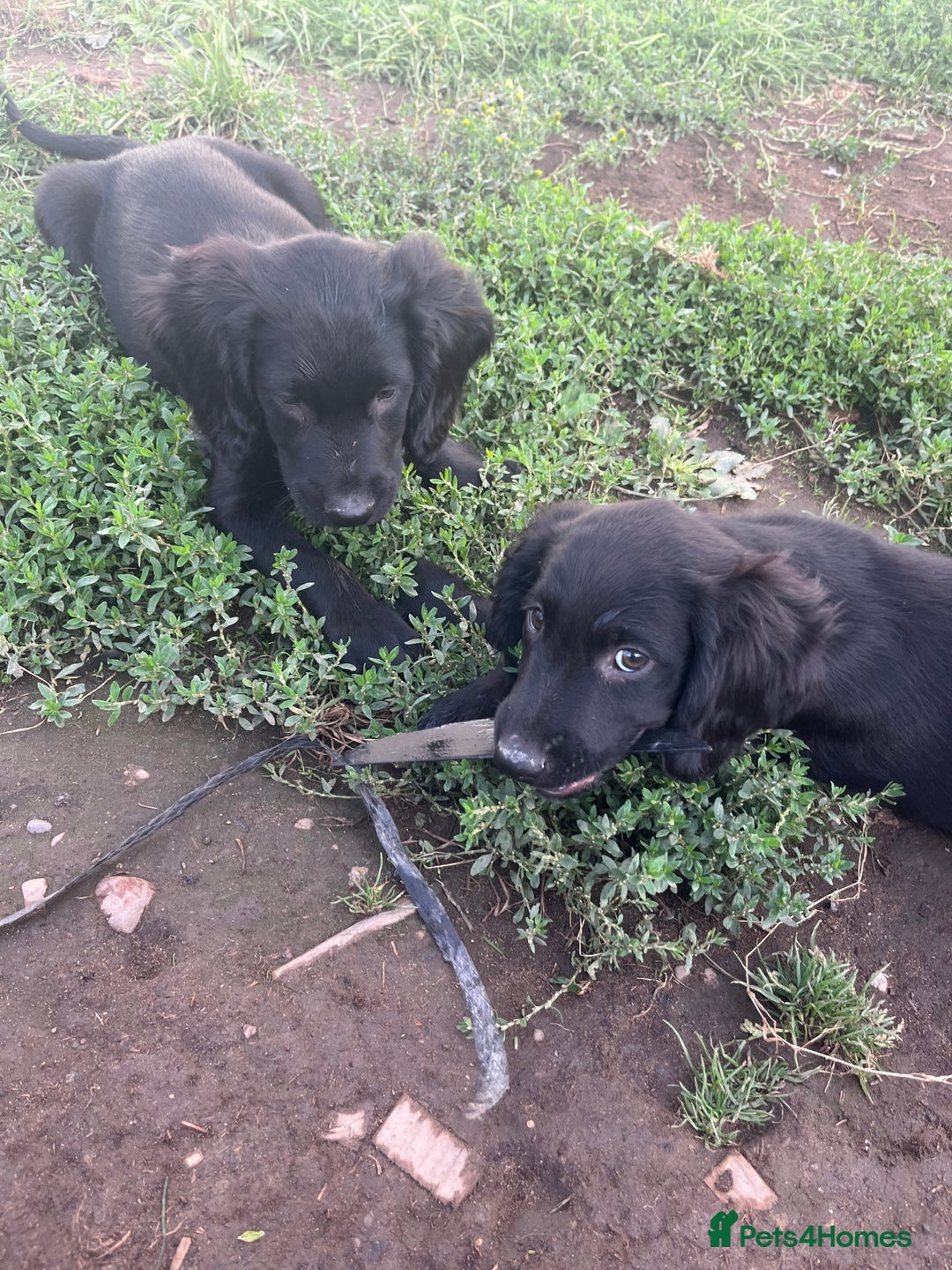 Mixed Breed dogs for sale: * Spangold Retrievers 2 beautiful boys left * - Image 34