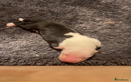 Old English Sheepdog dogs for sale: Kennel Club Reg Old English Sheepdog Puppies - Image 10
