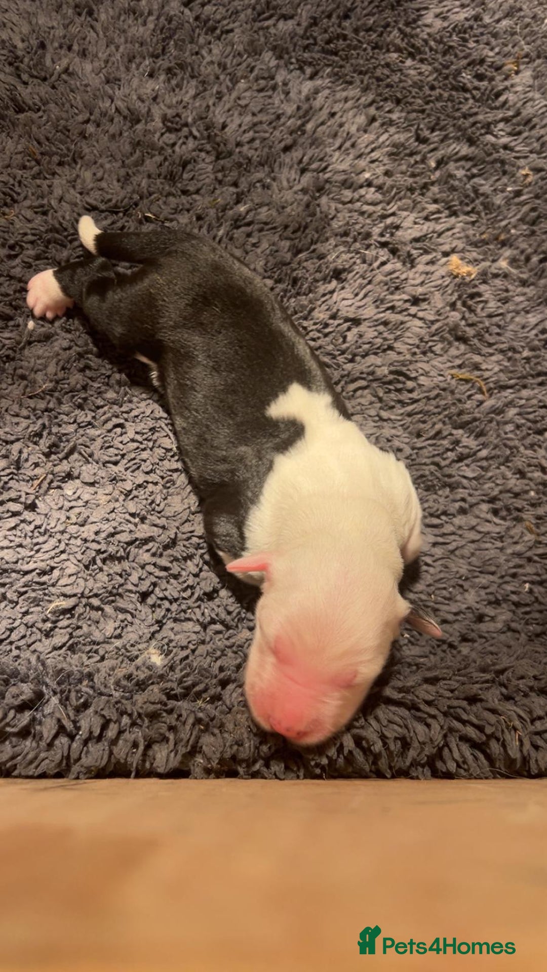 Old English Sheepdog dogs for sale: Kennel Club Reg Old English Sheepdog Puppies - Image 10