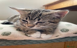 British Shorthair cats for sale: British shorthair for sale - Image 3