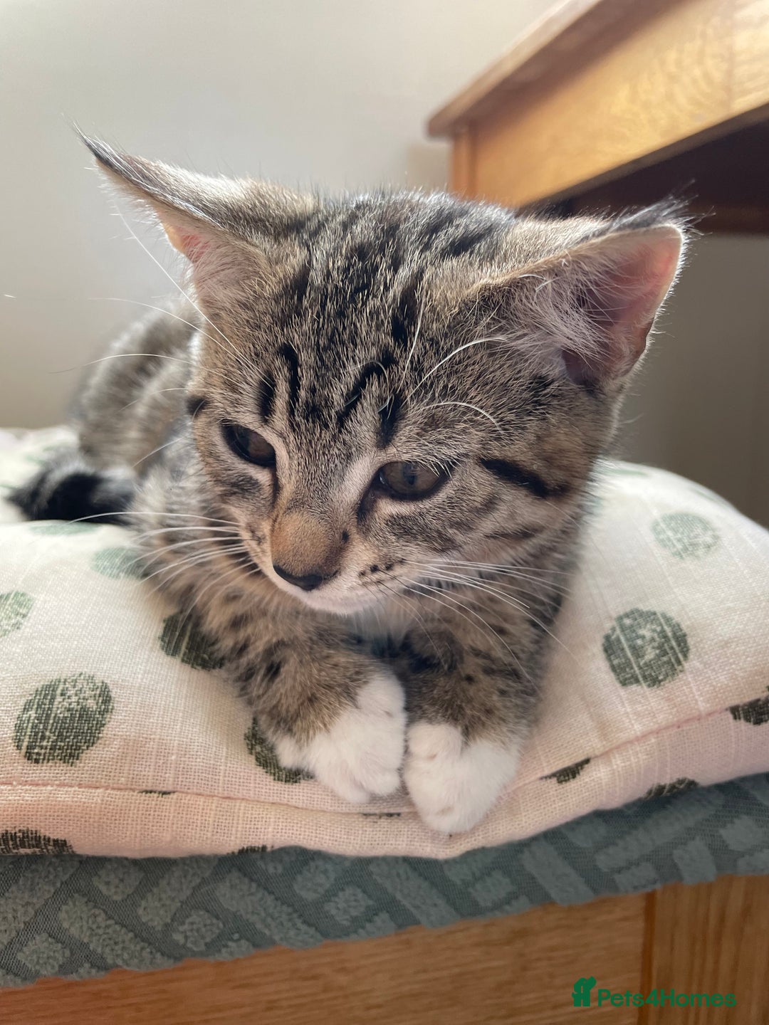 British Shorthair cats for sale: British shorthair for sale - Image 3