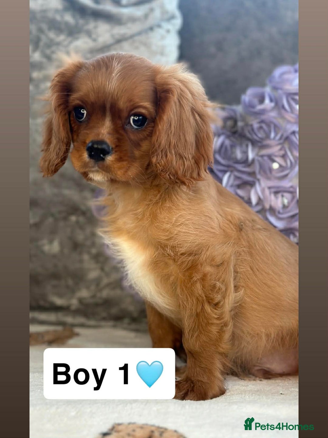 Cavalier King Charles Spaniel dogs for sale: Stunning KC registered Cavalier Pups - Advert 3