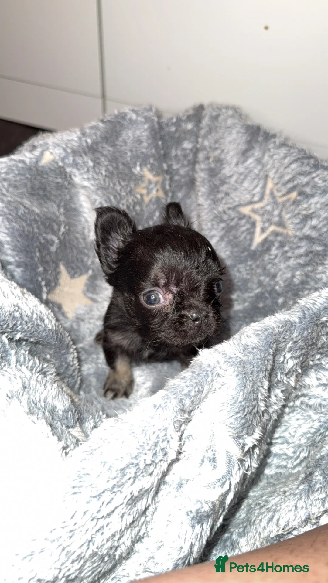 French Bulldog dogs for sale: Fluffy French bulldogs  in Nottingham - Advert 4