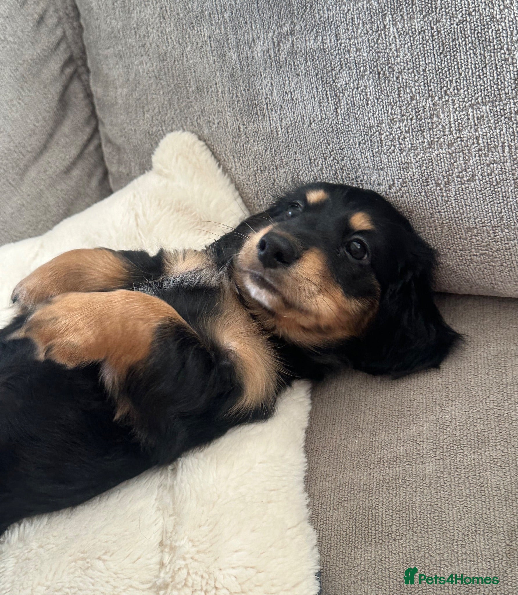 Miniature Dachshund dogs Long haired miniature dachshund puppy’s  - Advert 1