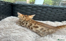 Bengal cats for sale: GORGEOUS PURE BENGAL KITTENS READY TO GO ❤️ - Image 11