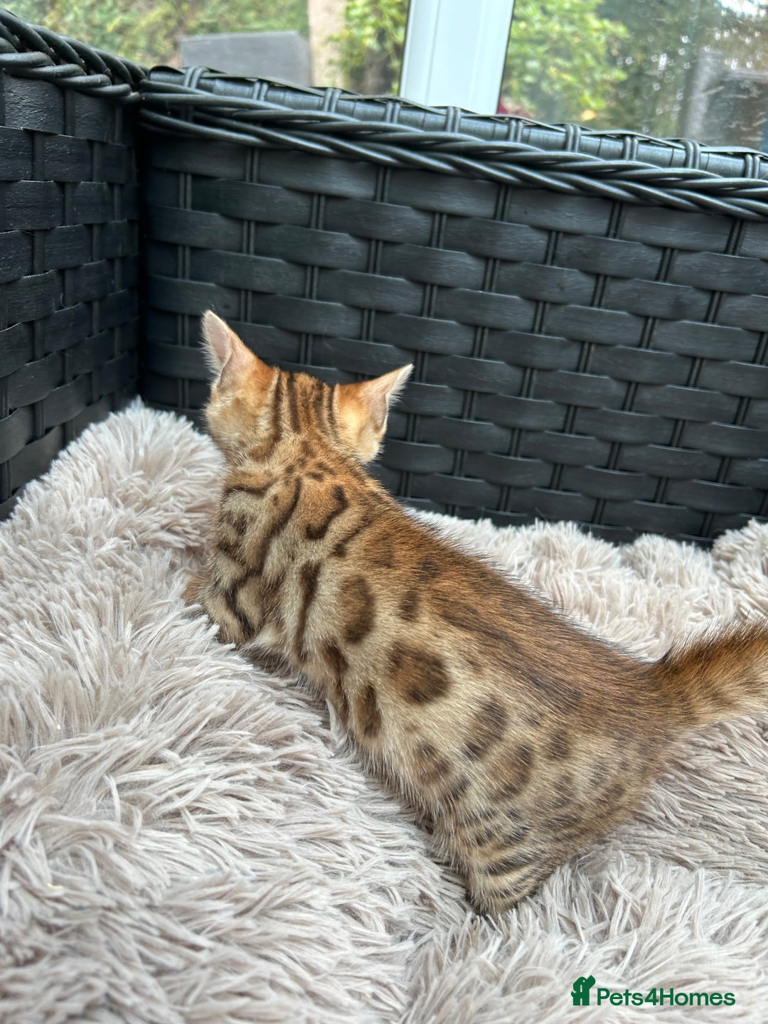 Bengal cats for sale: GORGEOUS PURE BENGAL KITTENS READY TO GO ❤️ - Image 11