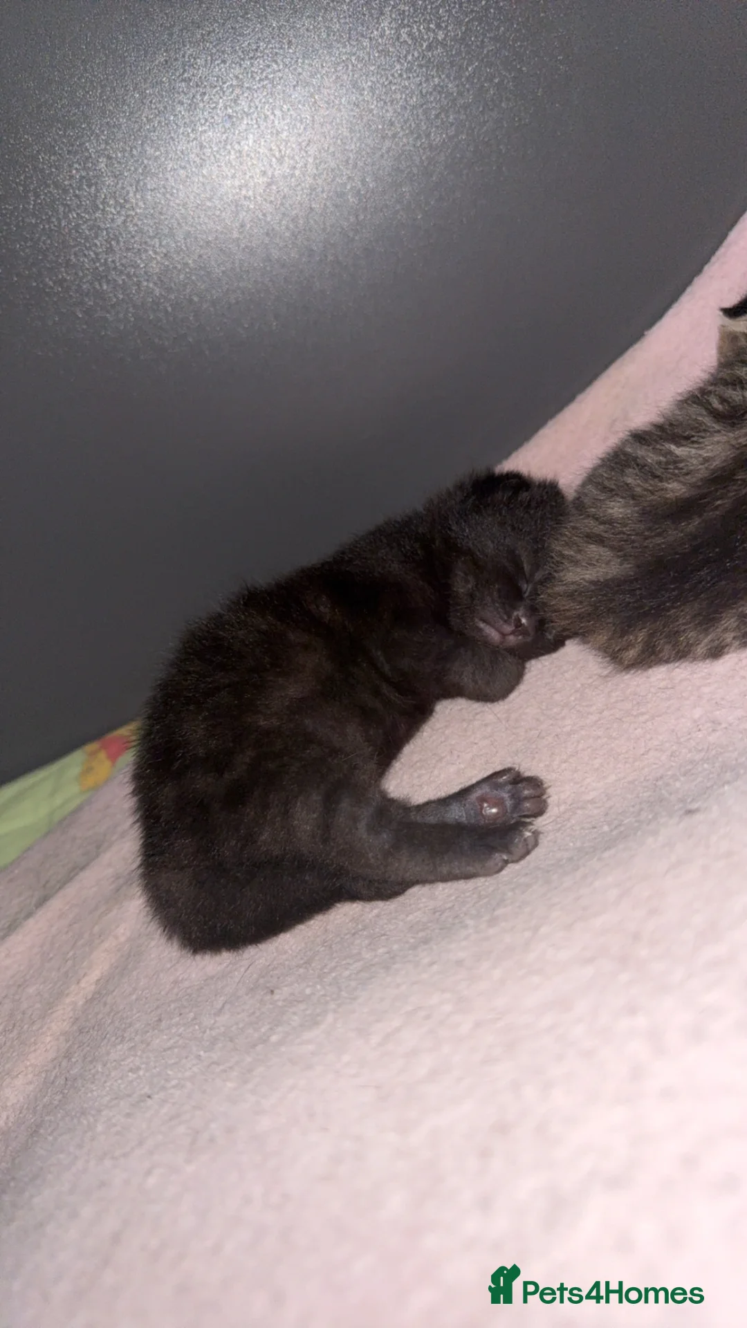 Mixed Breed cats for sale: Black-Brown Tabby Kitten🤎🖤 - Advert 9