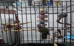 Parakeets birds for sale: Kakariki+Cage+toys+foods+bath+multivitamins+sprays - Image 11