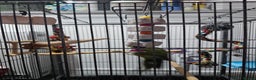 Parakeets birds for sale: Kakariki+Cage+toys+foods+bath+multivitamins+sprays - Advert 11