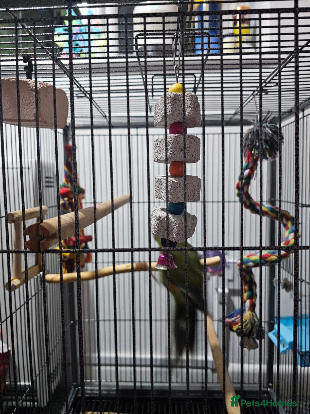 Parakeets birds for sale: Kakariki+Cage+toys+foods+bath+multivitamins+sprays - Image 11