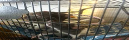 Rat rodents for sale: Two male bonded rats rehoming one year old - Advert 3