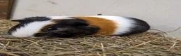 Guinea Pig rodents for sale: Gorgeous male guinea pig Ziggy - Advert 1