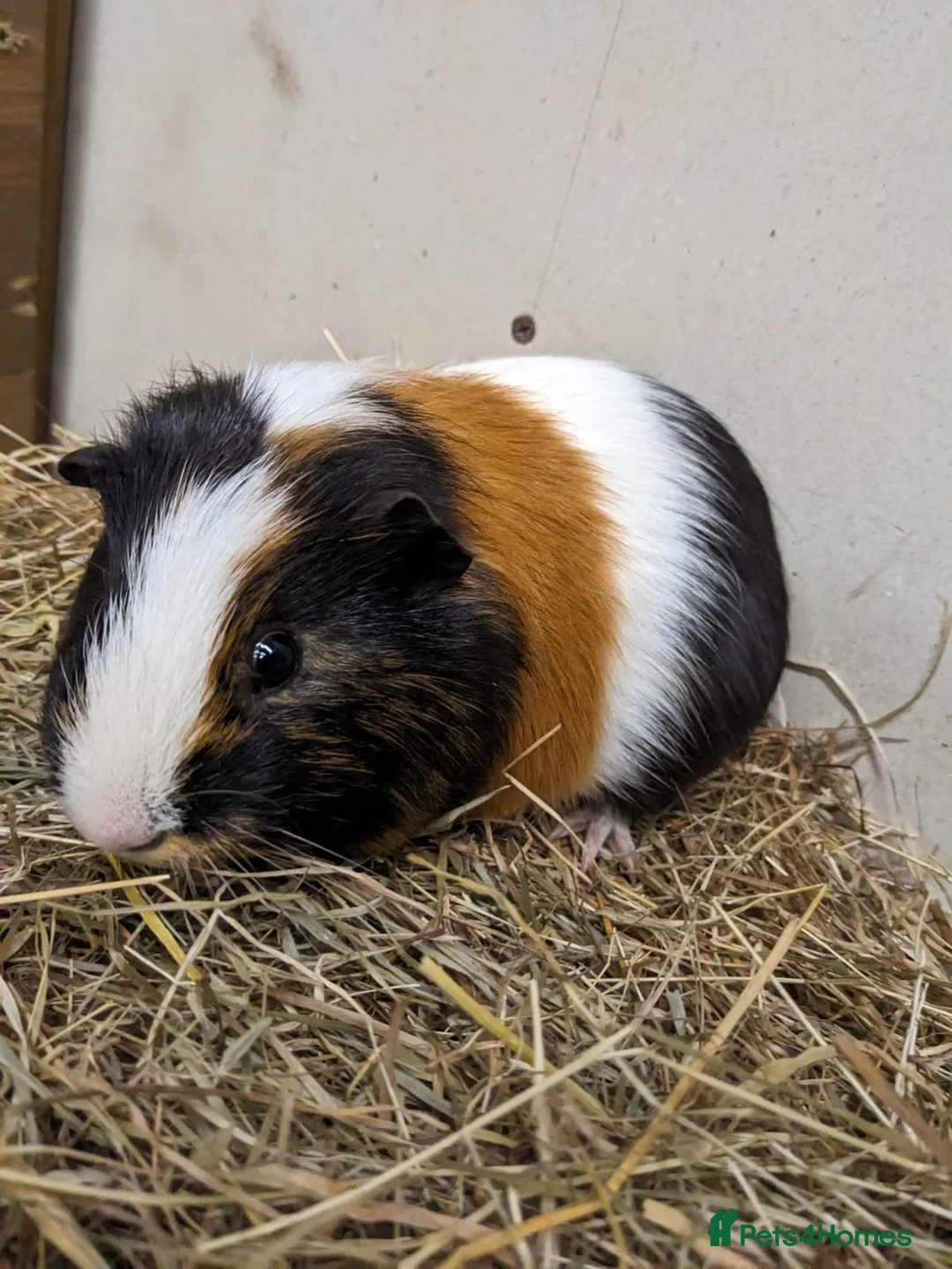Guinea Pig rodents for sale: Gorgeous male guinea pig Ziggy - Advert 1