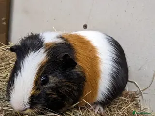 Guinea Pig rodents Gorgeous male guinea pig Ziggy - Advert 3