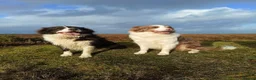Border Collie dogs for sale: Exceptional, health tested, KC registered puppies - Advert 23