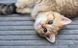 British Shorthair cats for sale: Tica reg Golden Shaded British shorthair kittens. - Image 15