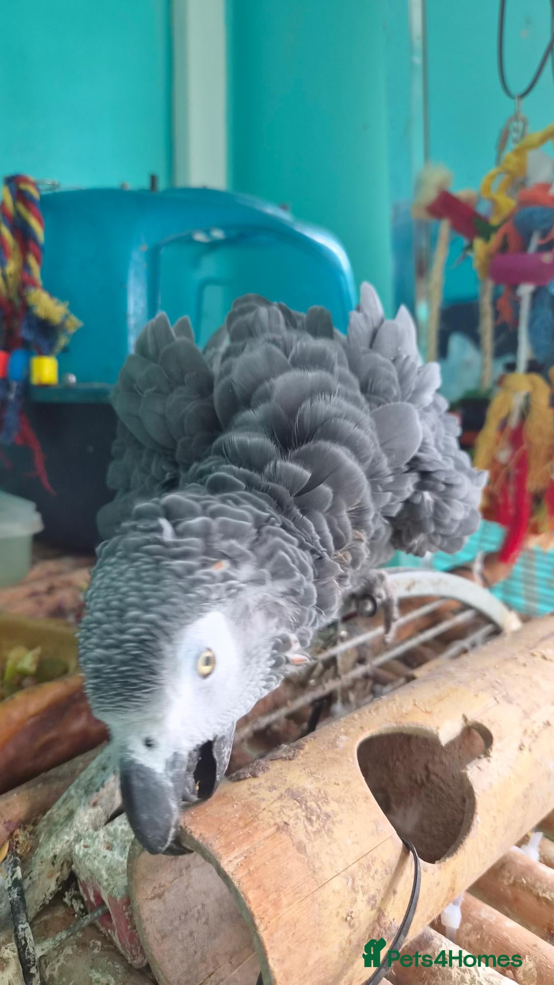 Parrots birds African Grey  - Advert 19