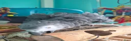 Parrots birds for sale: African Grey  - Advert 1