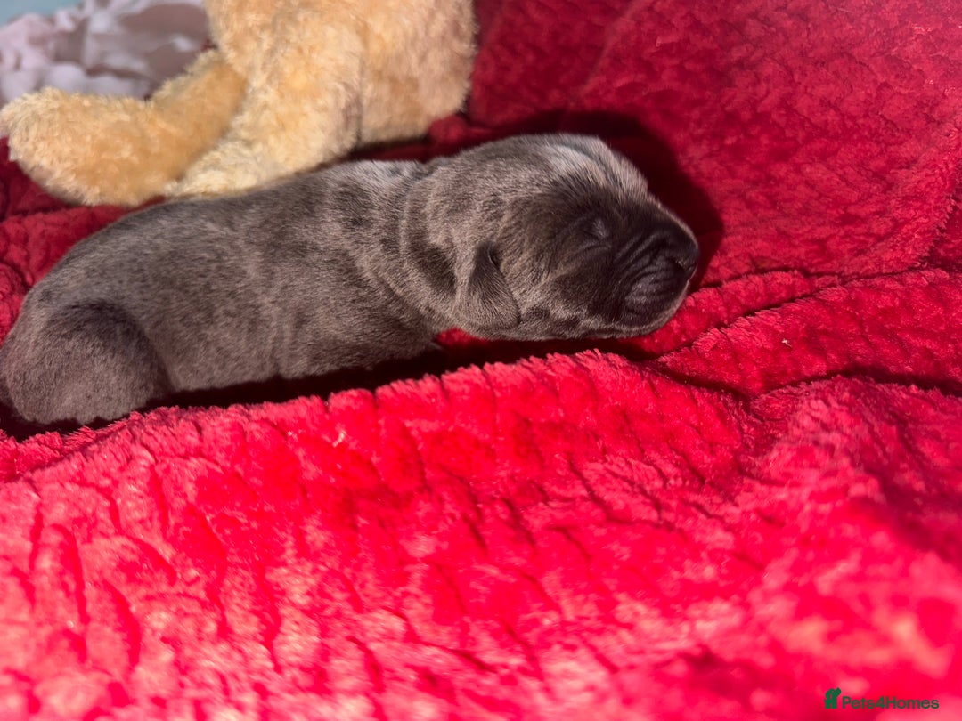 Cane Corso dogs for sale: Purebred Cane Corso  - Advert 13