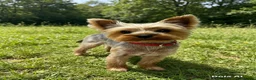 Yorkshire Terrier dogs for sale: KC registered Yorkshire Terriers   - Advert 3